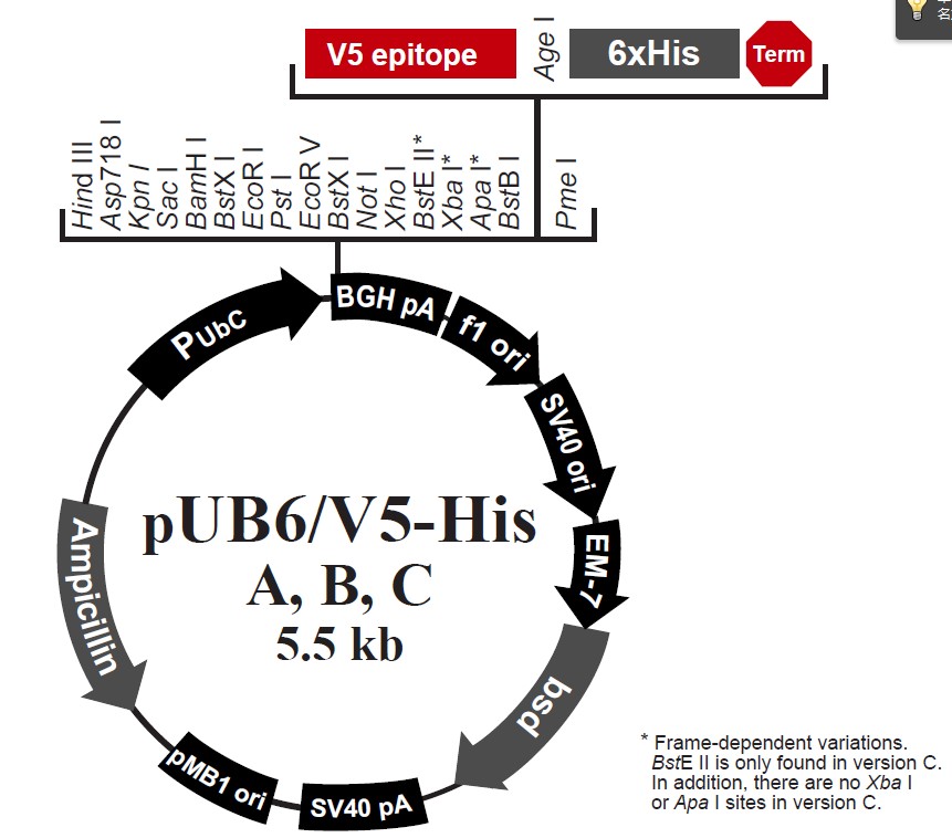 pUB6/V5 His C载体图谱